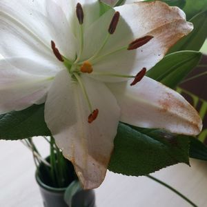 Meet your Posher, Marian